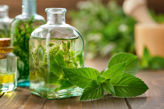 250 PEPPERMINT MINT Mentha Piperita Herb Flower Seeds