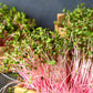 100 PINK SUMMERSICLE RADISH Raphanus Sativus Root Vegetable Seeds