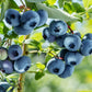 50 Northern HIGHBUSH BLUEBERRY BUSH Vaccinium Fruit Shrub Blue Berry White Flower Seeds