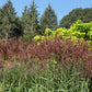 10 RED MAIDEN GRASS Miscanthus Sinensis Plumes Ornamental Flower Seeds