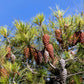 5 Pine Nut ITALIAN STONE PINE Pinus Pinea Umbrella Tree Seeds