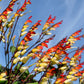 10 FIRECRACKER VINE Flower Mina Lobata Exotic Love Spanish Flag Ipomoea Seeds