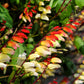10 FIRECRACKER VINE Flower Mina Lobata Exotic Love Spanish Flag Ipomoea Seeds