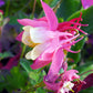 50 MCKANAS GIANT COLUMBINE Mixed Colors Aquilegia Hybrida Flower Seeds
