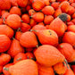 30 GOLDEN HUBBARD SQUASH Genesee Red Buttercup Cucurbita Pepo Vegetable Seeds