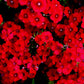 800 RED DRUMMOND PHLOX (Texas Pride) Phlox Drummondii Flower Seeds