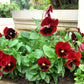 50 RED & BROWN PANSY Swiss Giant Violet Viola Wittrockiana Flower Seeds
