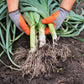 800 AMERICAN FLAG LEEK (Large Leek) Allium Porrum Vegetable Seeds