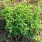 100 CIMARRON ALFALFA Medicago Sativa Ground Cover Forage Purple Flower Seeds