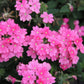 200 Pink & Purple MOSS VERBENA Verbena Tenuisecta Fragrant Hummingbird Flower Seeds
