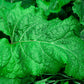 200 Great BURDOCK Arctium Lappa (Edible Burdock / Cockle-Button / Beggar's Buttons) HERB Flower Seeds