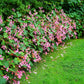 500 BULK HARDY BEGONIA Grandis Rose Pink Perennial Sun - Shade Flower Seeds