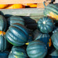 50 TABLE KING Acorn SQUASH Winter or Summer Cucurbita Maxima Vegetable Seeds