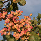 5 PISTACHIO NUT TREE Pistacia Vera Fruit Red Flowers Seeds