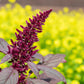 250 BURGUNDY AMARANTHUS Hypochondriacus Amaranth Grain Vegetable Flower Seeds