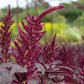 250 BURGUNDY AMARANTHUS Hypochondriacus Amaranth Grain Vegetable Flower Seeds