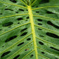 5 Organic SPLIT LEAF PHILODENDRON Monstera Deliciosa Swiss Cheese Plant Vine Seeds