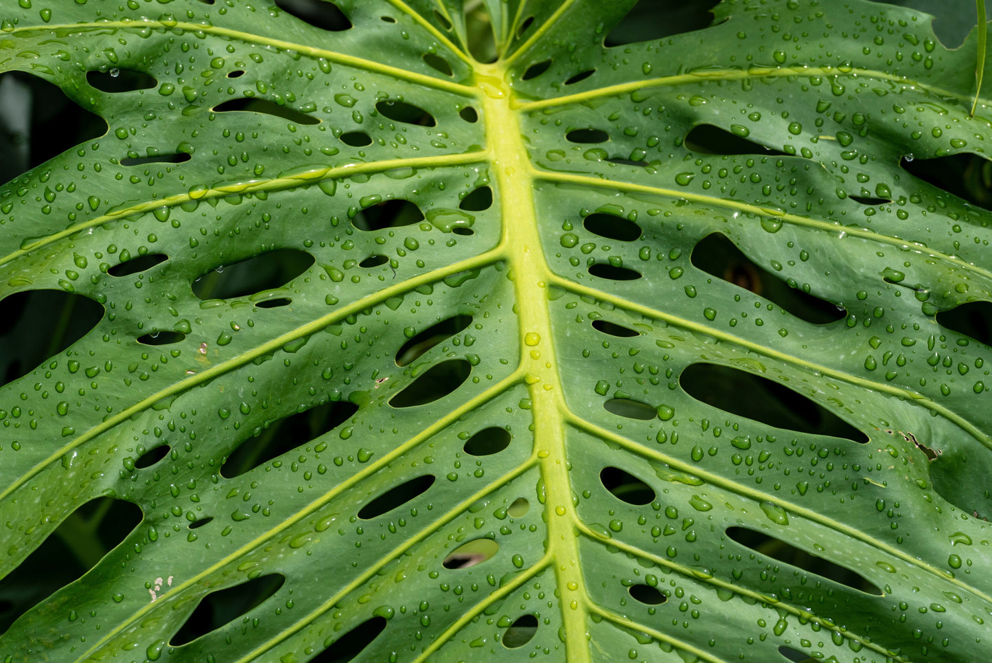 5 Organic SPLIT LEAF PHILODENDRON Monstera Deliciosa Swiss Cheese Plant Vine Seeds