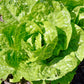 3000 LITTLE GEM LETTUCE Small Romaine Butterhead Lactuca Sativa Vegetable Seeds