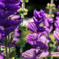 50 BLUE Monday CLARY SAGE Salvia Viridis Horminum Herb Flower Seeds