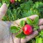 50 Pink BEACH ROSE aka Seaside or Sand Rose, Beach Tomato Rosa Rugosa Huge Red Hips Flower Seeds