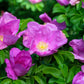 10 Pink CINNAMON ROSE Bush Amur Rosa Davurica Fragrant Flower Seeds