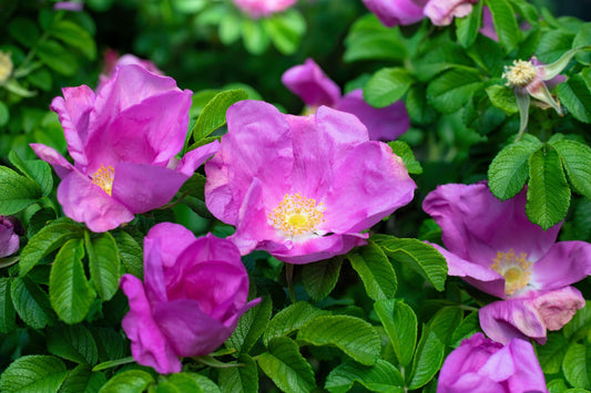 10 Pink CINNAMON ROSE Bush Amur Rosa Davurica Fragrant Flower Seeds