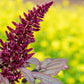250 PRINCES FEATHER AMARANTHUS Cruentus Oeschberg Purple Red Flower Herb Seeds