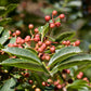 25 SZECHUAN PEPPER Peppercorn Sichuan Szechwan Zanthoxylum Bungeanum Spice Seeds