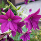 100 Heirloom MIXED COLORS NICOTIANA (Ornamental Flowering Tobacco) Nicotiana Alata Flower Seeds
