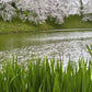 250 SWEET FLAG GRASS Wetland Pond Acorus Calamus Ornamental Seeds