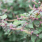 300 GREEN SHISO aka PERILLA Frutescens Ornamental Herb Seeds Green & Purple