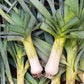 800 AMERICAN FLAG LEEK (Large Leek) Allium Porrum Vegetable Seeds