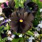 50 BLACK PANSY Clear Crystals Viola Wittrockiana Flower Seeds