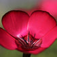500 Red SCARLET FLAX Linum Grandiflorum Rubrum Flower Seeds