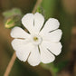 50 WHITE LYCHNIS Coronaria Alba (White Rose Campion / Evening Lychnis / Silene / White Cockle) Flower Seeds