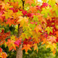 50 AMERICAN SWEETGUM Liquidambar Styraciflua Storax Alligator Sweet Gum Tree Seeds - Great Fall Color! Red Yellow Orange Purple