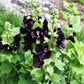 25 BLACK HOLLYHOCK Alcea Rosea Nigra Flower Seeds