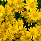 1000 DAHLBERG DAISY Thymophylla Tenuiloba Yellow Flower Seeds - aka Golden Fleece, Gold Carpet,  Shooting Star