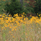 100 SWAMP SUNFLOWER (Narrowleaf Sunflower) Helianthus Angustifolius Flower Seeds