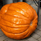 25 BIG MAX PUMPKIN Cucurbita Maxima Vegetable Seeds (Grow 100 pound pumpkins!)