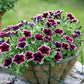 50 PICOTEE MIX PETUNIA Multiflora Mixed Colors Bicolor White Blue Purple Pink Red Flower Seeds