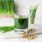 500 Organic CAT GRASS WHEAT Grass Pet Grass Wheatgrass Catgrass Triticum Aestivum Seeds