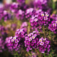 100 EASTER BONNET ALYSSUM Lobularia Maritima Bright Violet Purple Flower Seeds