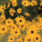 100 SWAMP SUNFLOWER (Narrowleaf Sunflower) Helianthus Angustifolius Flower Seeds