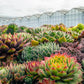 25 MIXED HENS & CHICKS Chickens Succulent (Live Forever) Sempervivum Flower Seeds