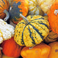 30 MIXED GOURD Lagenaria Siceraria Seeds