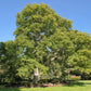 5 ENGLISH WALNUT aka Common, Hardy Carpathian, Persian Nut Fruit Tree Juglans Regia Orientis Seeds