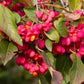25 EUROPEAN SPINDLE TREE Euonymus Europaeus Spindletree Pink & Orange Flower Shrub Seeds