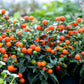 25 JERUSALEM CHERRY Madeira Winter Solanum Pseudocapsicum Flower Seeds